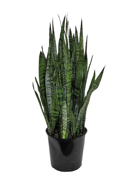 14" Sanseveria Varieties