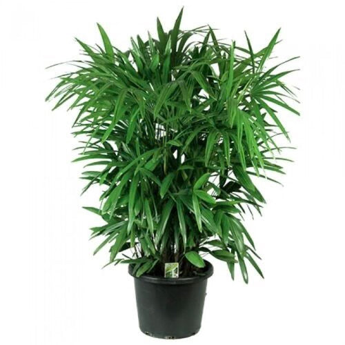 17"/15g Rhapis Palm