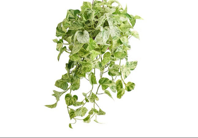 8" Pothos Marble Queen