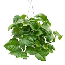 8" Green Queen Pothos