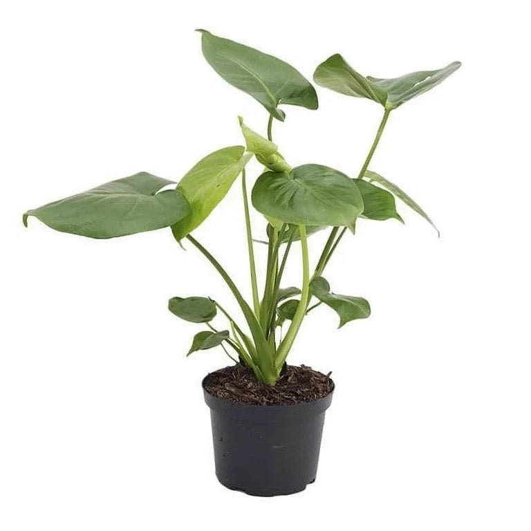 8" Philodendron Splitleaf