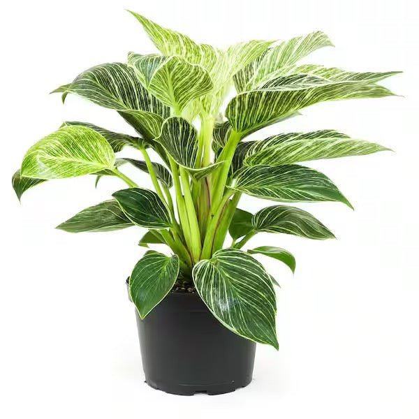 6" Philodendron Birkin