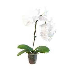 6" Single Phalaenopsis Orchid