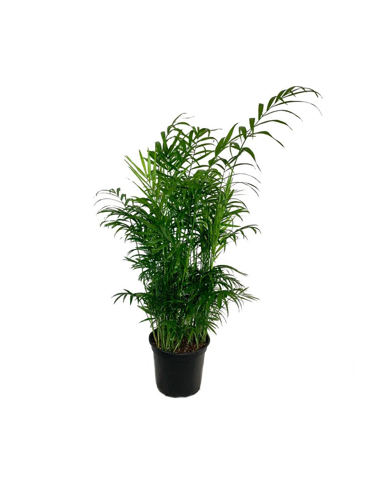 8" Neantha Bella Palm