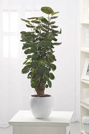 10"/3g Balfour Arailia