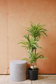 10"/3g Dracaena Warneckii Gold Star