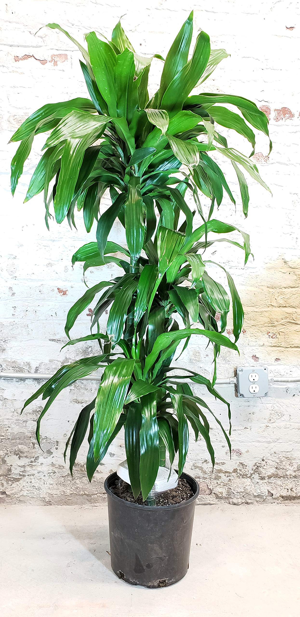 10"/3g Dracaena Janet Craig Lisa CB 6'