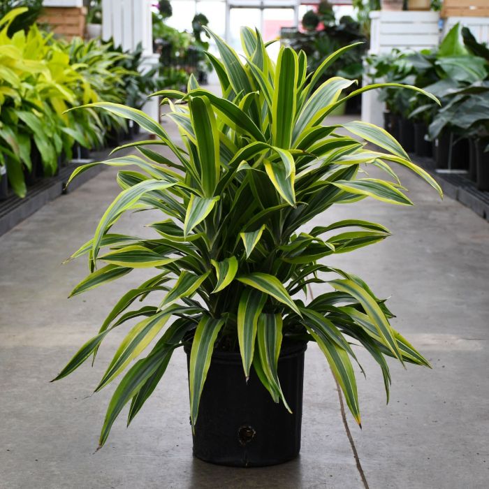 10"/3g Dracaena Lemon Lime