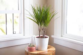 8" Dracaena Marginata Cutback
