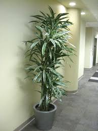 10"/3g Dracaena Warneckii c/b