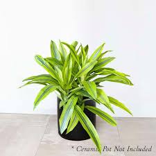 8" Dracaena Warneckii Kristi