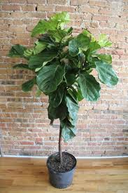 10"/3G Ficus Lyrata Fiddle Leaf Fig Standard