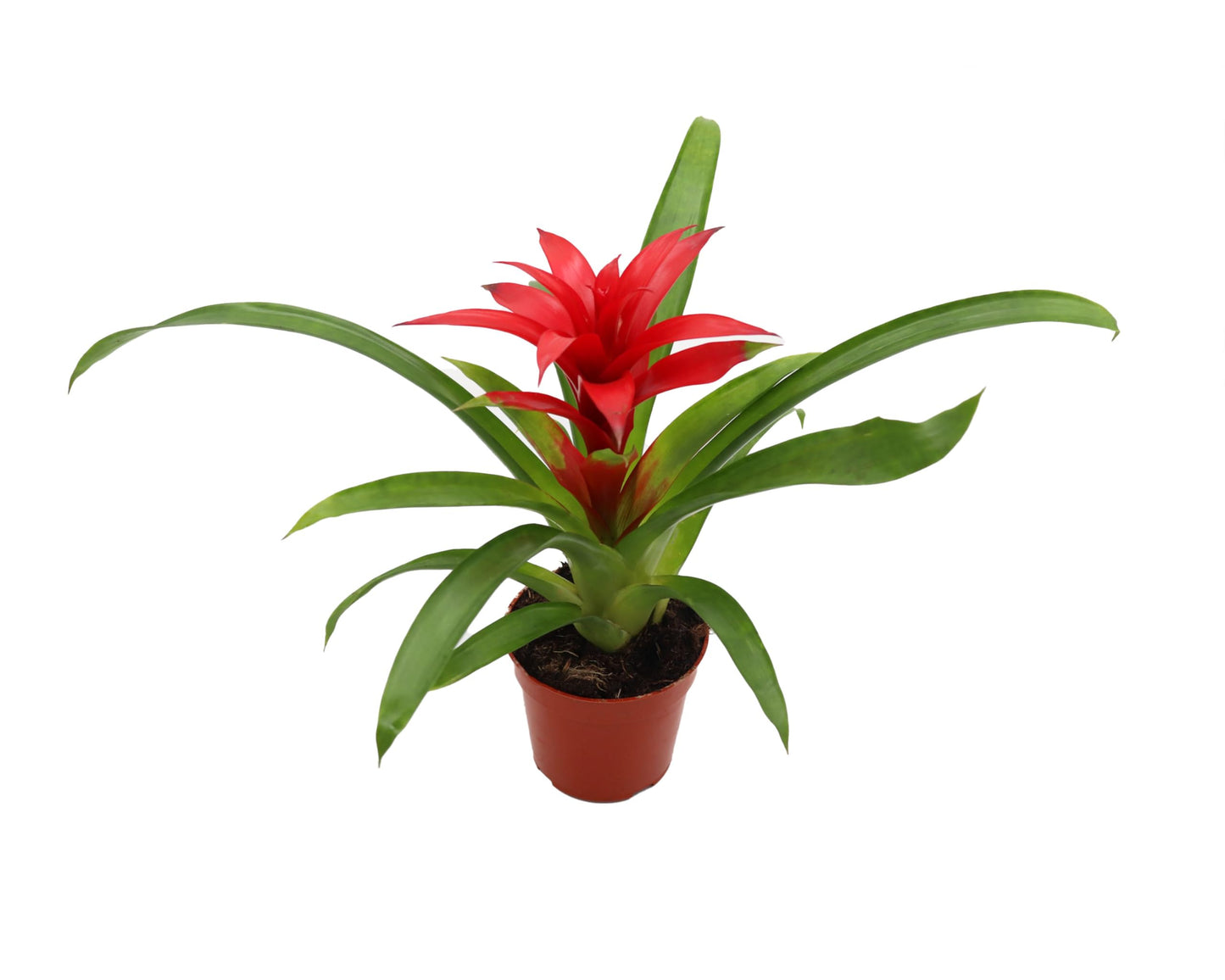 4" Bromeliad