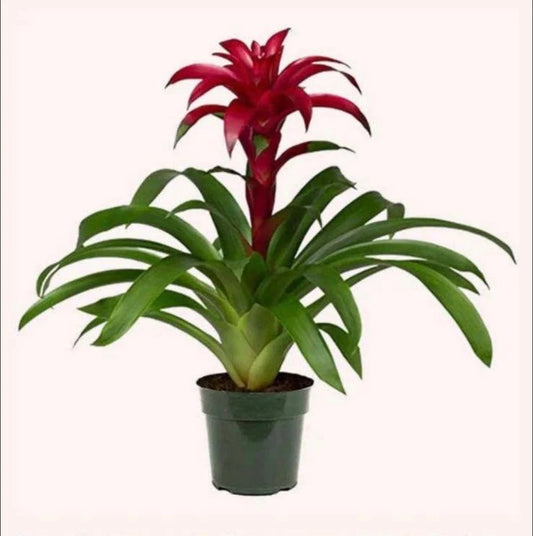 6" Bromeliad