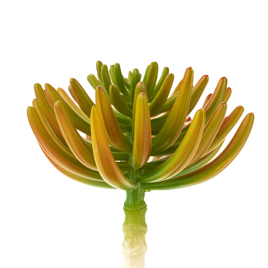 10" Aeonium Pick-Yellow Succulent SF1085