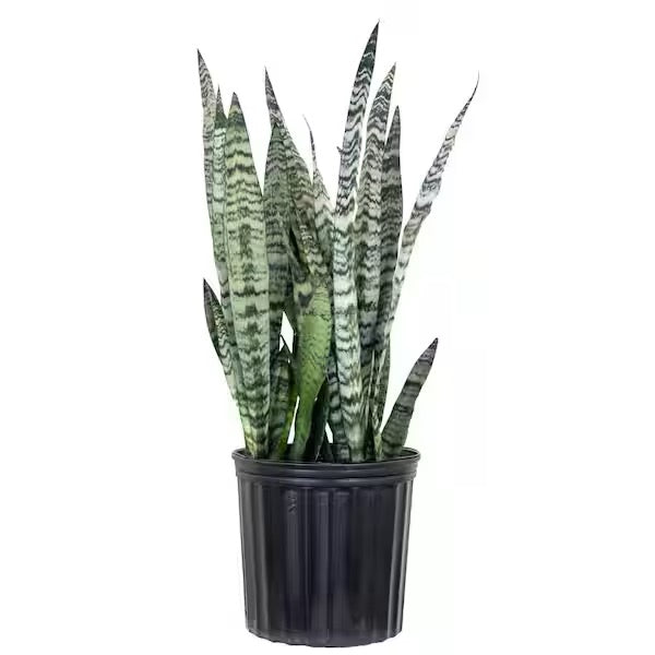 10"/3g Sansevieria Varieties