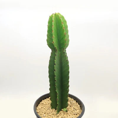 5g Euph Ingen Cactus