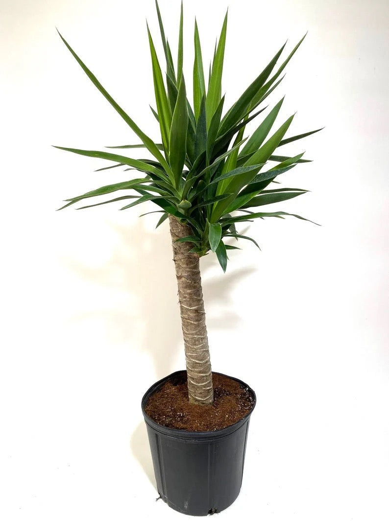 10"/3g Yucca Cane 4/3/2-3p 6'