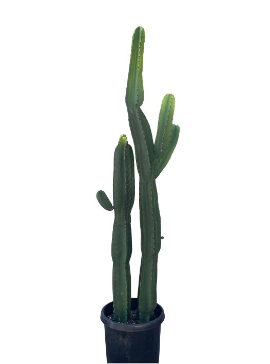 15g Euphoria Ingen Cactus