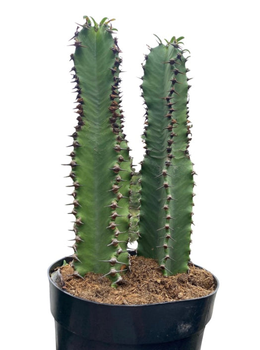 7 gal Euph Chocolate Drop Cactus