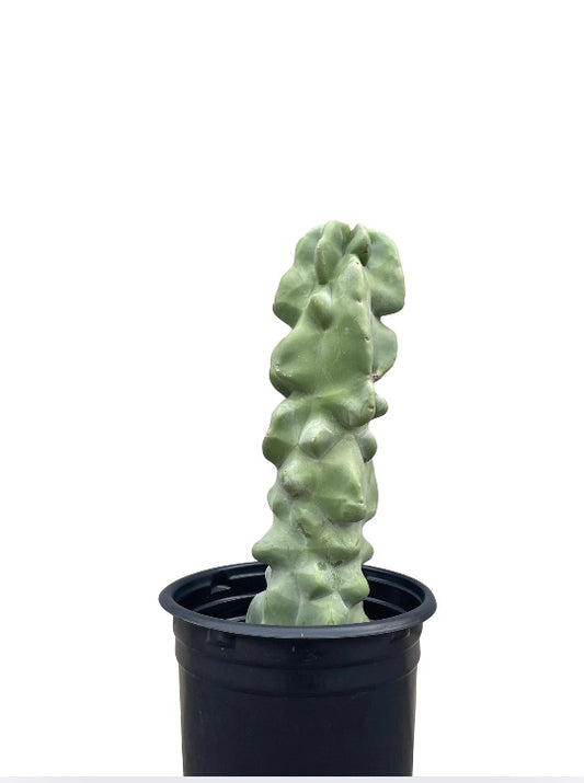 17"/15g Totem Pole Cactus (Lophocereus mon-Major)
