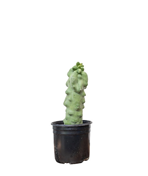 14"/10g Totem Pole Cactus