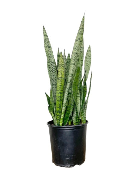 10"/3g Sanseveria Zeylanica