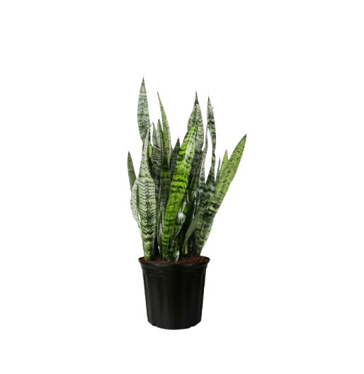 8"/2g Sanseveria Zeylanica