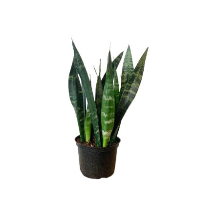 6" Sanseveria Varieties