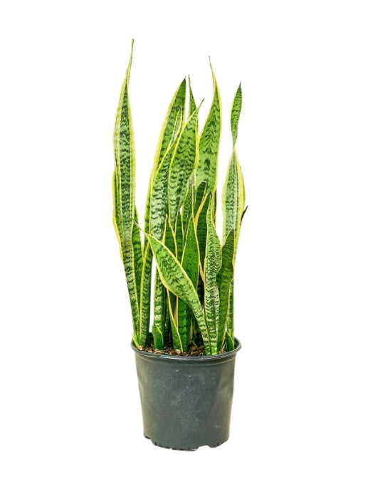 10"/3g Sanseveria Laurentii