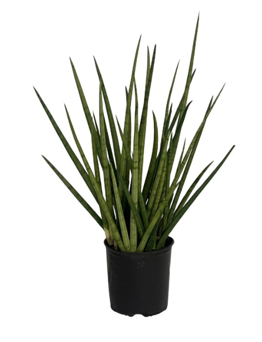 10"/3g Sanseveria African Spears