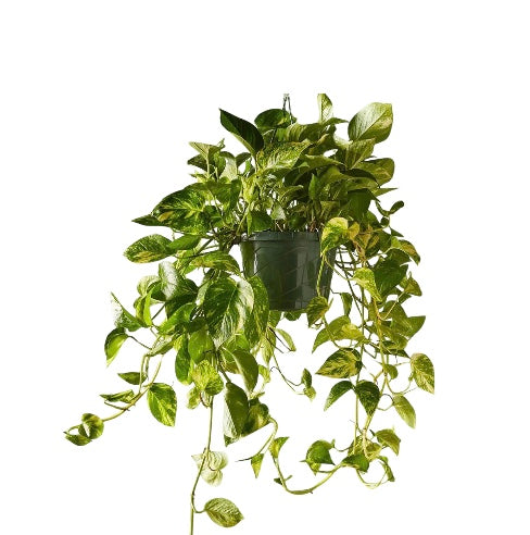 8" Golden Pothos HB