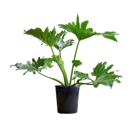 8" Philodendron Lickety Split