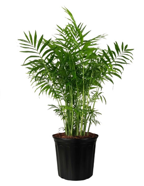10"/3g Neantha Bella Palm