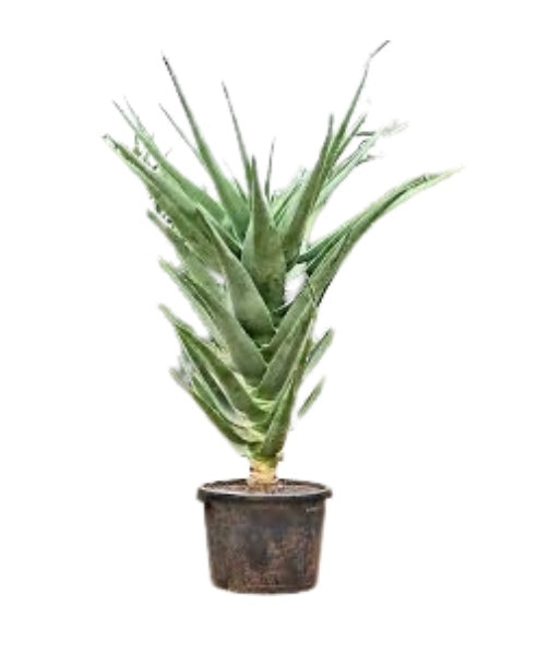 21"/15g Aloe Hercules