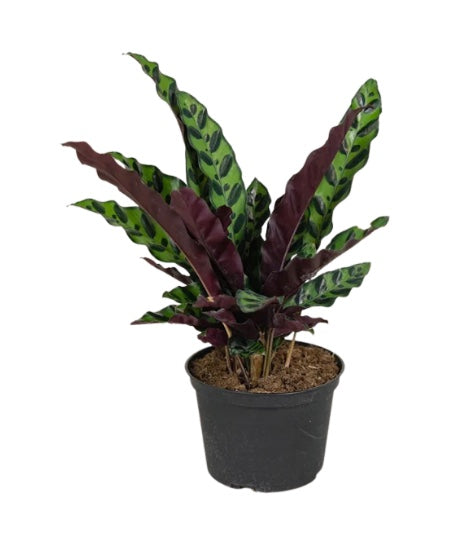 6" Calatheas Assorted