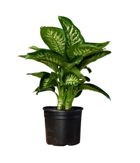 6" Diefenbachia Varieties