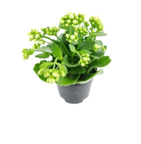4" Kalanchoe