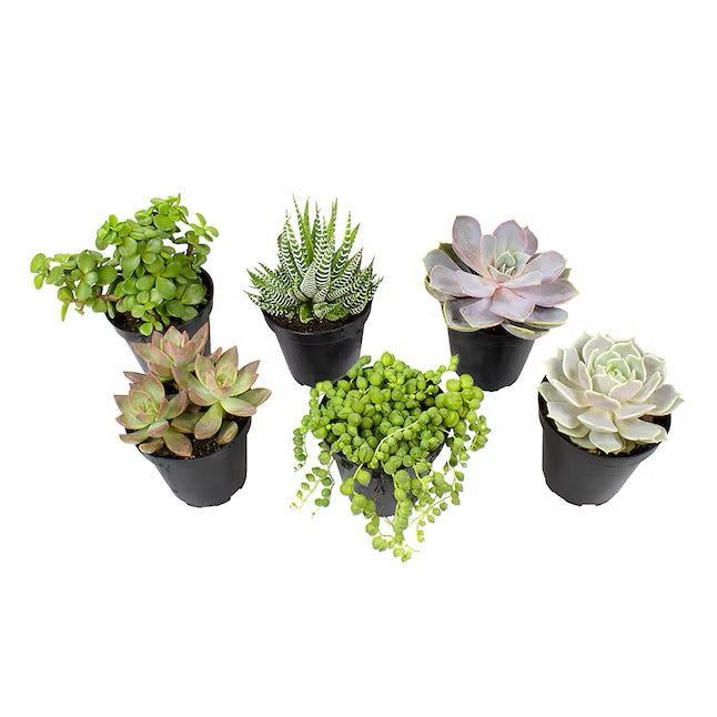 6" Succulant