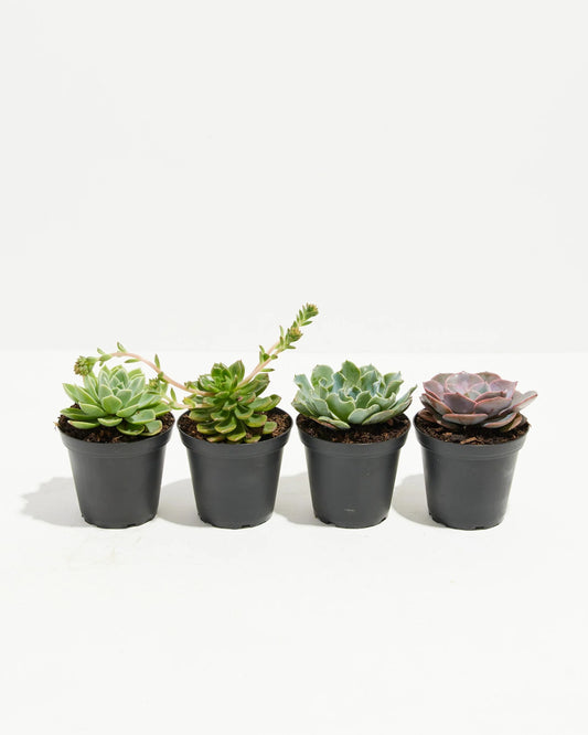 4" Succulent