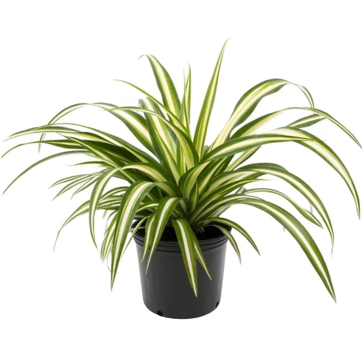 6" Spider Varieties