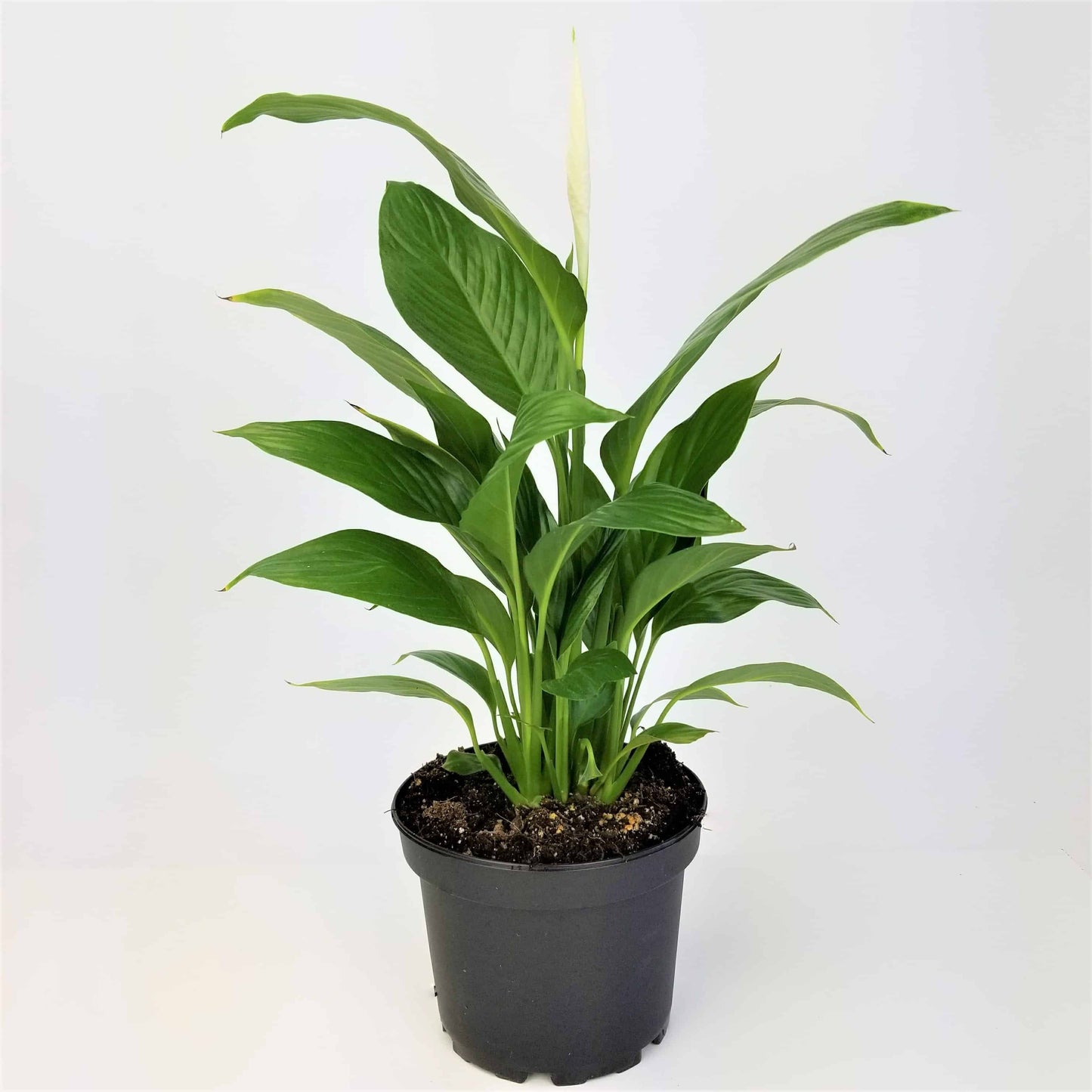 8" Spathiphyllum Varieties