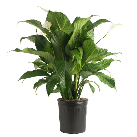 10"/3g Spathiphyllum Varieties