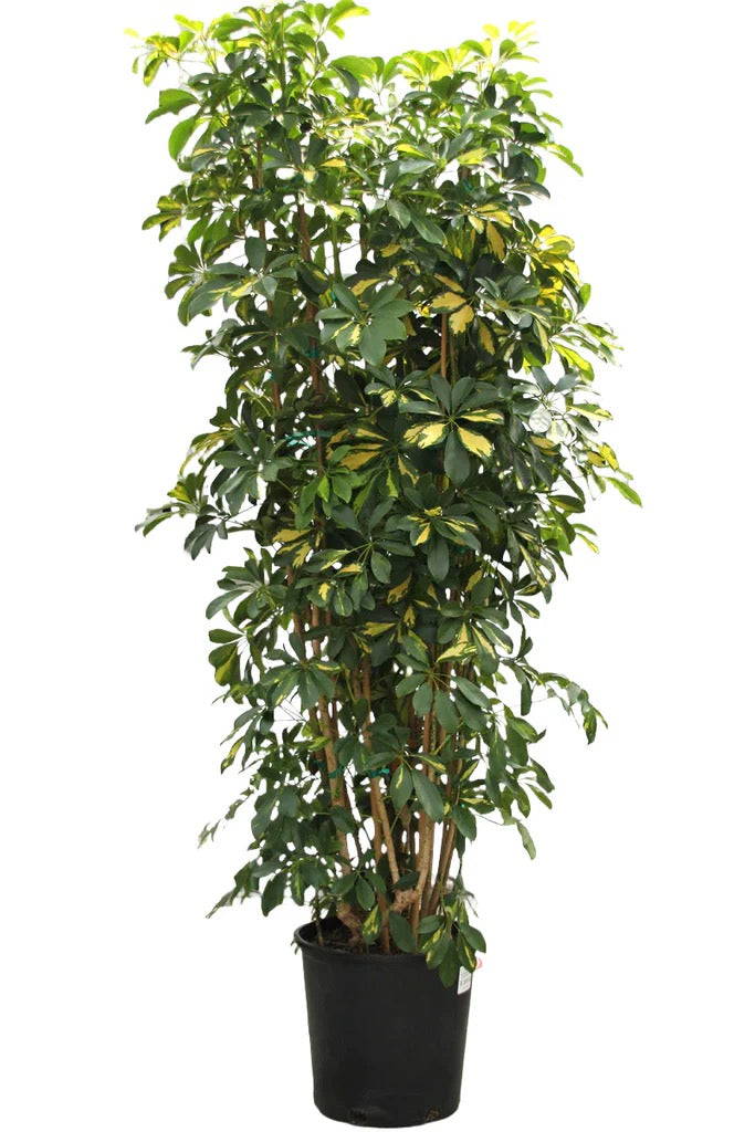 7g Schefflera Log