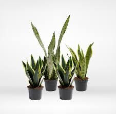4" Sanseveria Varieties