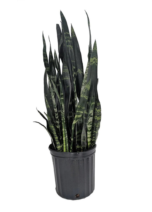 10"/3g Sanseveria Black Corral