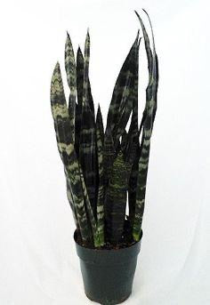 6" Sanseveria Black Coral