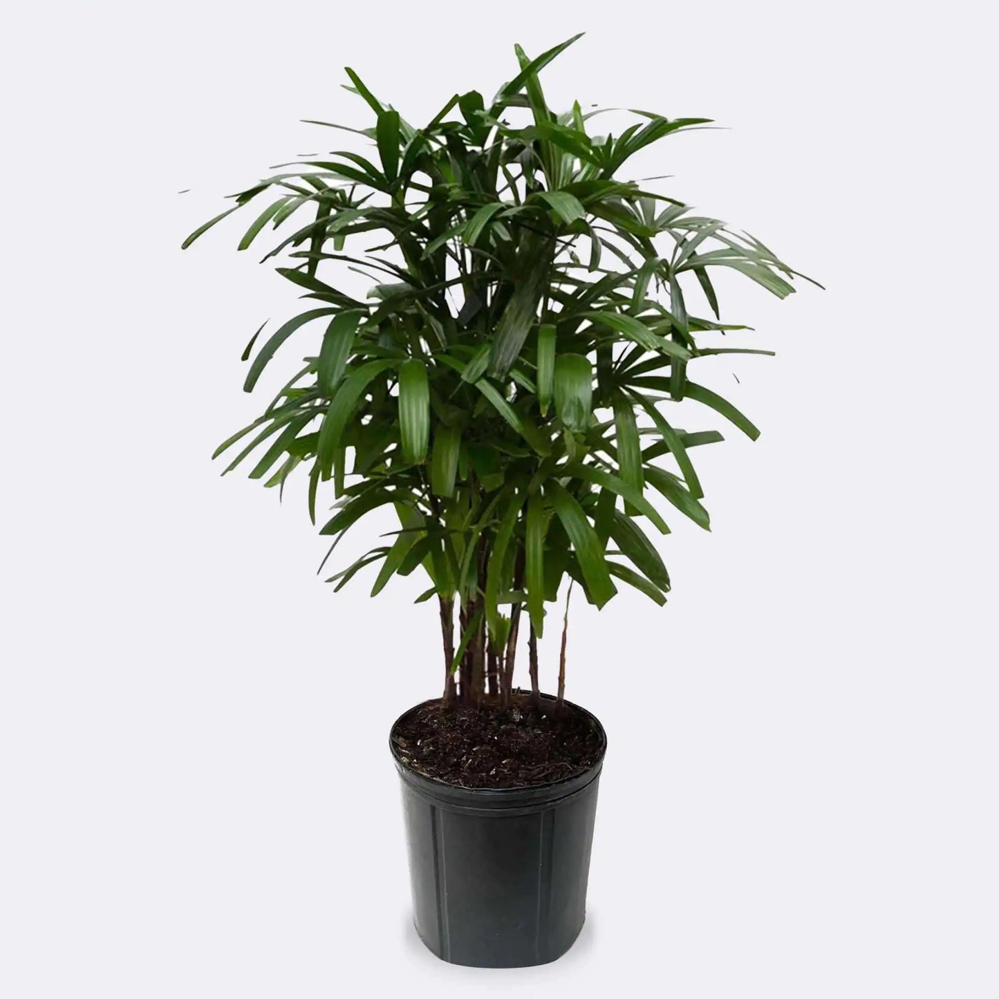 12"/5g Rhapis Palm