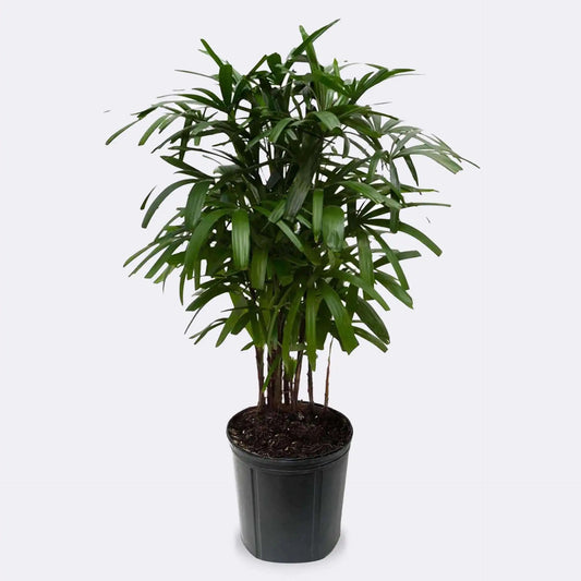 12"/5g Rhapis Palm