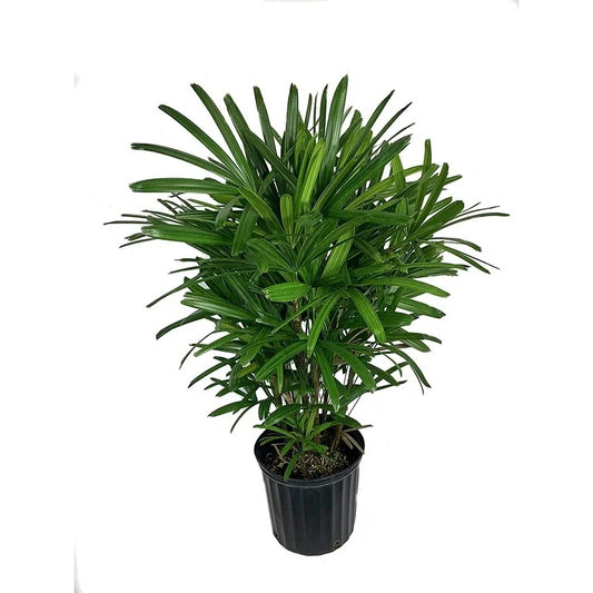 14"/10g  Rhapis Palm